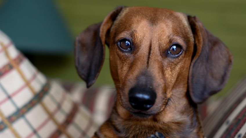 Cuáles son las 3 razas de perro que se enferman más fácil