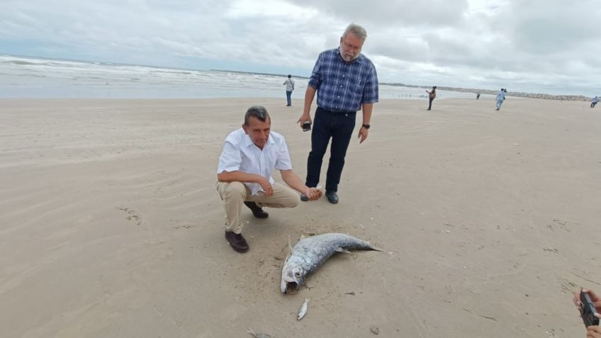 Marea Roja: aumenta alerta por presencia de peces muertos en Tamaulipas 