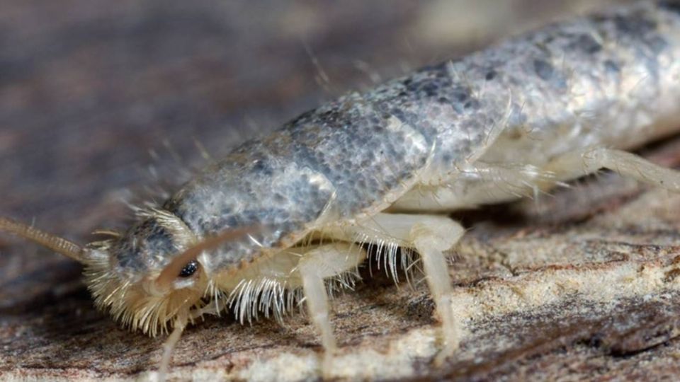 Esta plaga es suele atraer a otros insectos.