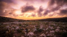 Desierto florido de Atacama: las magníficas fotos del próximo gran parque nacional de Chile