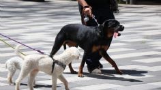 Día Mundial de los Animales: Acciones de protección a mascotas en CDMX