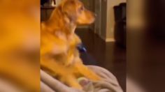 VIDEO | Perrito ve Star Wars y su tierna reacción se viraliza: “Le tiene miedo a Darth Vader”