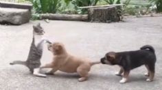 VIDEO | El tierno juego entre dos cachorros y un gatito que cautivó a miles en redes