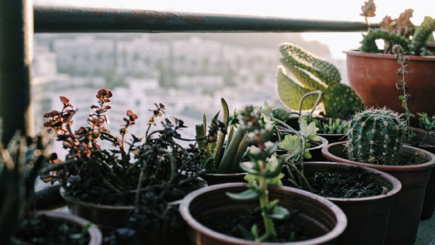 Así puedes evitar que tu cactus se seque por el frío de otoño e invierno