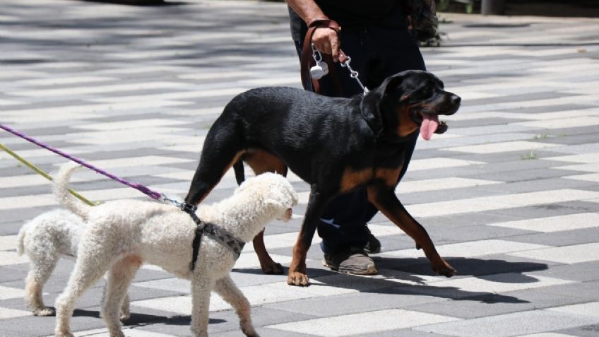 Día Mundial de los Animales: Acciones de protección a mascotas en CDMX