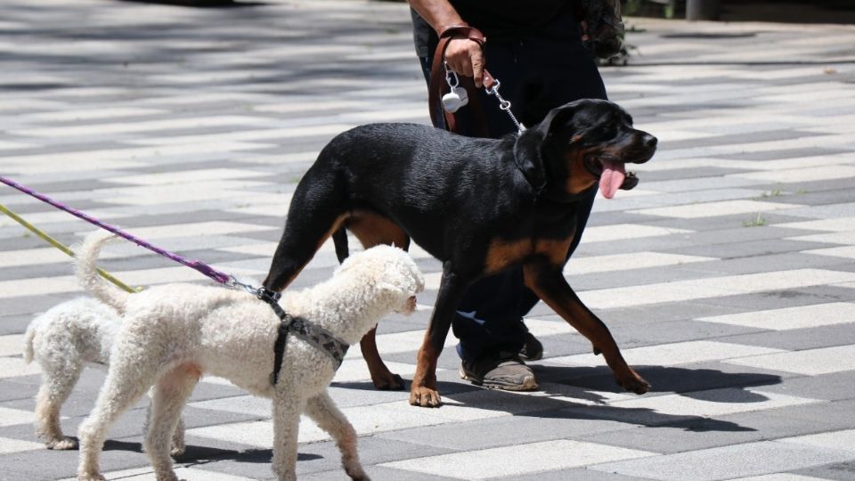 La Sedema también aplica acciones de protección a animales de compañía