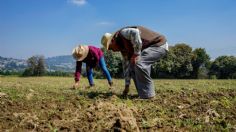 CDMX aplica técnicas alternas para erradicar uso de agroquímicos en Topilejo