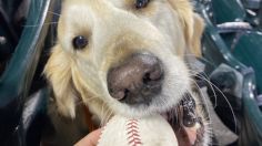 VIDEO | Un perrito se lleva los reflectores tras atrapar un jonrón en pleno partido de béisbol