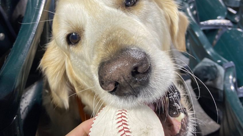 VIDEO | Un perrito se lleva los reflectores tras atrapar un jonrón en pleno partido de béisbol