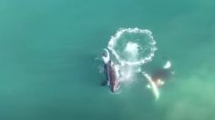 Escalofriante video: un dron muestra por primera vez cómo las orcas devoran a un tiburón blanco