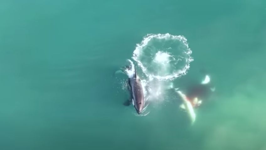 Escalofriante video: un dron muestra por primera vez cómo las orcas devoran a un tiburón blanco