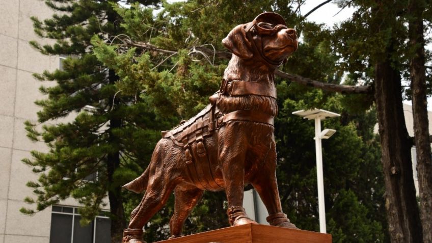 Frida, la perrita rescatista, recibe merecido homenaje por su destacada trayectoria