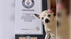 Murió "Pebbles", la perrita que tenía un Récord Guinness por ser la más longeva del mundo