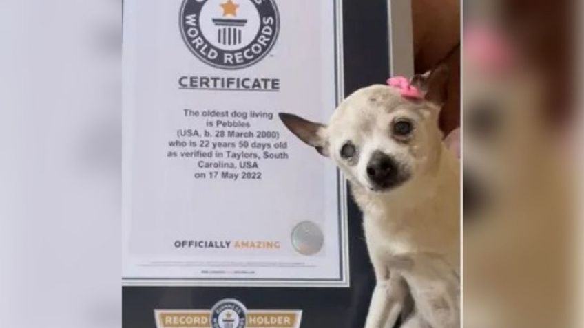 Murió "Pebbles", la perrita que tenía un Récord Guinness por ser la más longeva del mundo