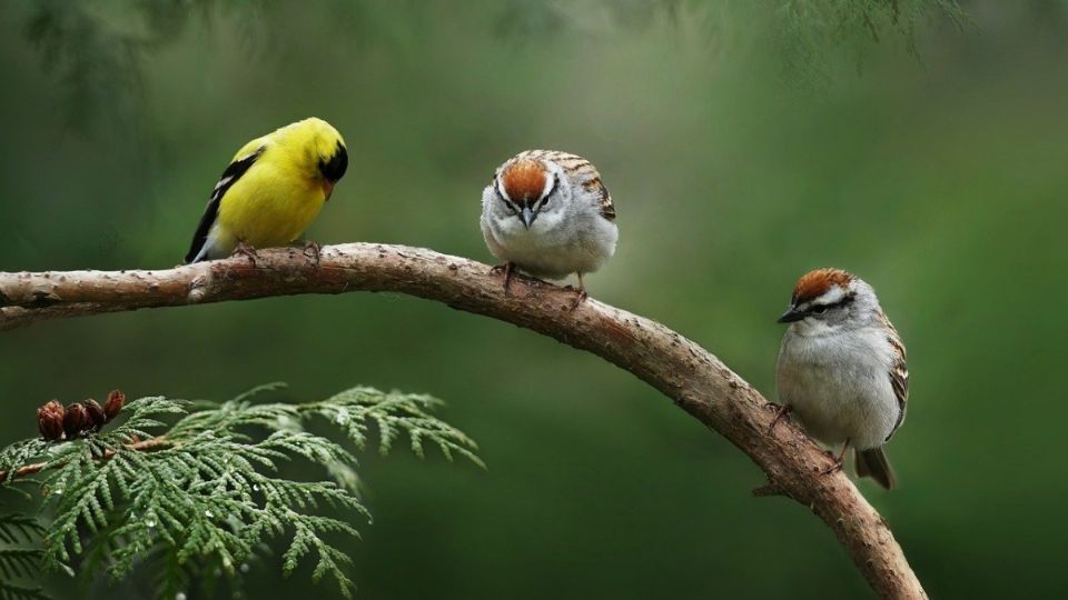 En este sitio puedes saber cómo cantan las aves de la CDMX