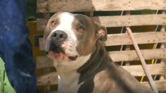 Un perrito pitbull salva a una joven y evita que muera electrocutada en Guadalajara