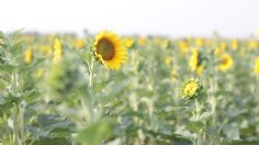 Tamaulipas: los campos de girasoles de González son un referente turístico internacional