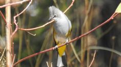 Sedema identifica 596 registros de fauna en el Desierto de los Leones