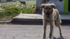 Perritos con extremidades humanas en el hocico: qué hay detrás de los macabros hallazgos en Guanajuato y Zacatecas