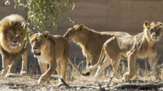 Alerta en Sidney: cinco leones escaparon del zoológico cerca de un campamento de turistas