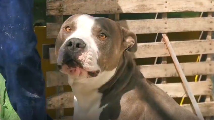 Un perrito pitbull salva a una joven y evita que muera electrocutada en Guadalajara