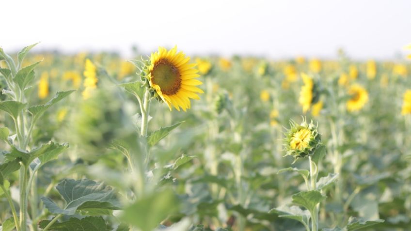 Tamaulipas: los campos de girasoles de González son un referente turístico internacional