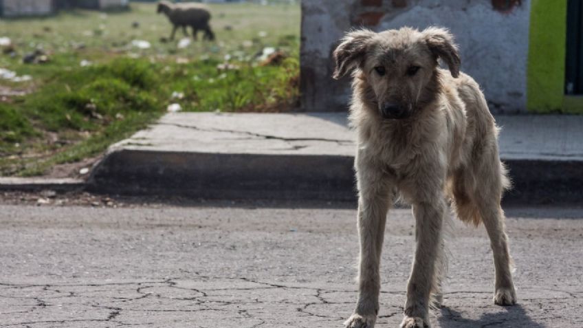 Perritos con extremidades humanas en el hocico: qué hay detrás de los macabros hallazgos en Guanajuato y Zacatecas