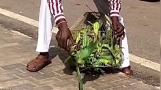 VIDEO | Hombre se viraliza por comprar una jaula de pericos y liberarlos en la calle