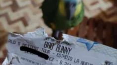 Viral: loro se come boleto para ver a Bad Bunny en concierto y su dueña explota en redes