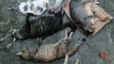 Tragedia en Jalisco: al menos 10 gatitos murieron envenenados en refugio