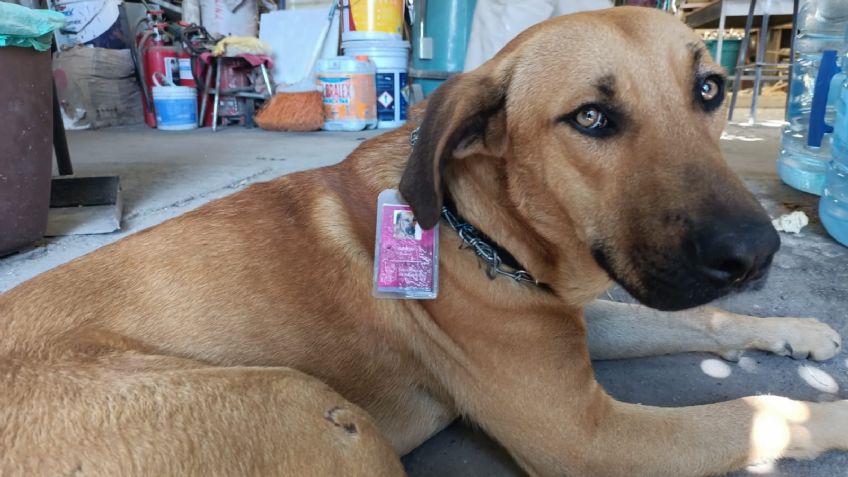 De perro rescatado, a trabajador de la Secretaría de Educación: esta es la historia de "Chencho", el lomito vigilante