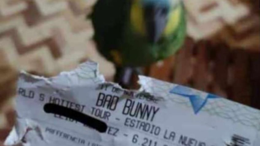 Viral: loro se come boleto para ver a Bad Bunny en concierto y su dueña explota en redes