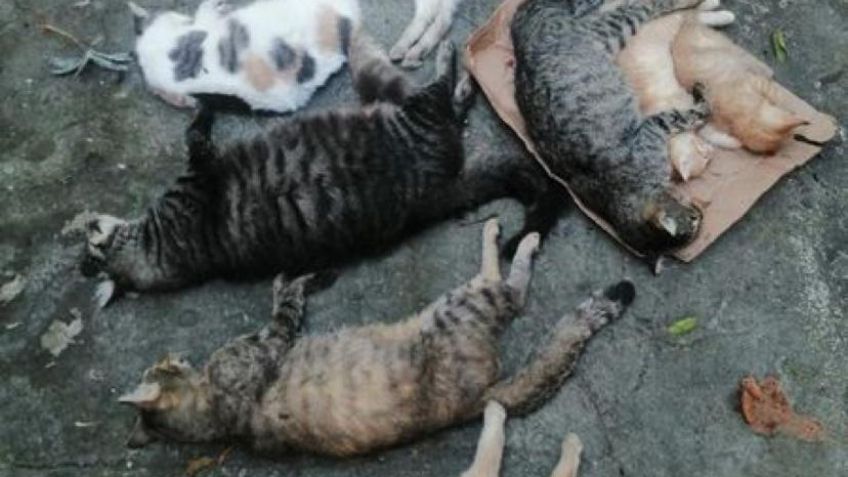 Tragedia en Jalisco: al menos 10 gatitos murieron envenenados en refugio