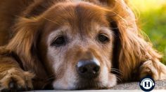 ¿Los perros padecen diabetes? Esto debes saber para cuidar a tu mascota