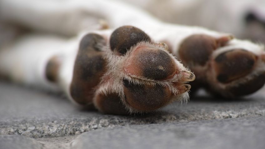 Indignación en Virginia: un hombre asesinó a balazos a un perrito tras discutir con su dueño