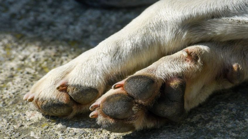 ¡Heroico! El momento en que policías rescatan a perrito de morir ahorcado en la GAM, lo tenían amarrado en la azotea