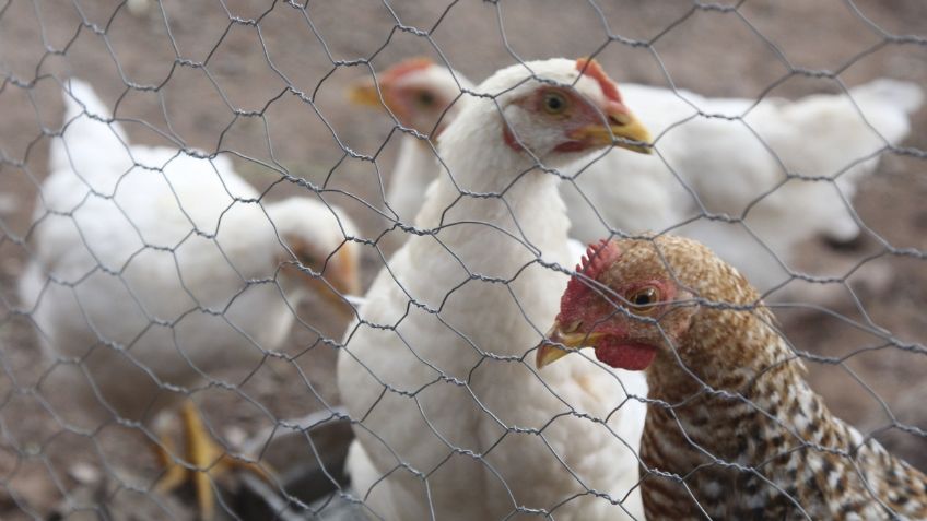 Imponen cuarentena en Yucatán por Influenza Aviar en granja de Umán