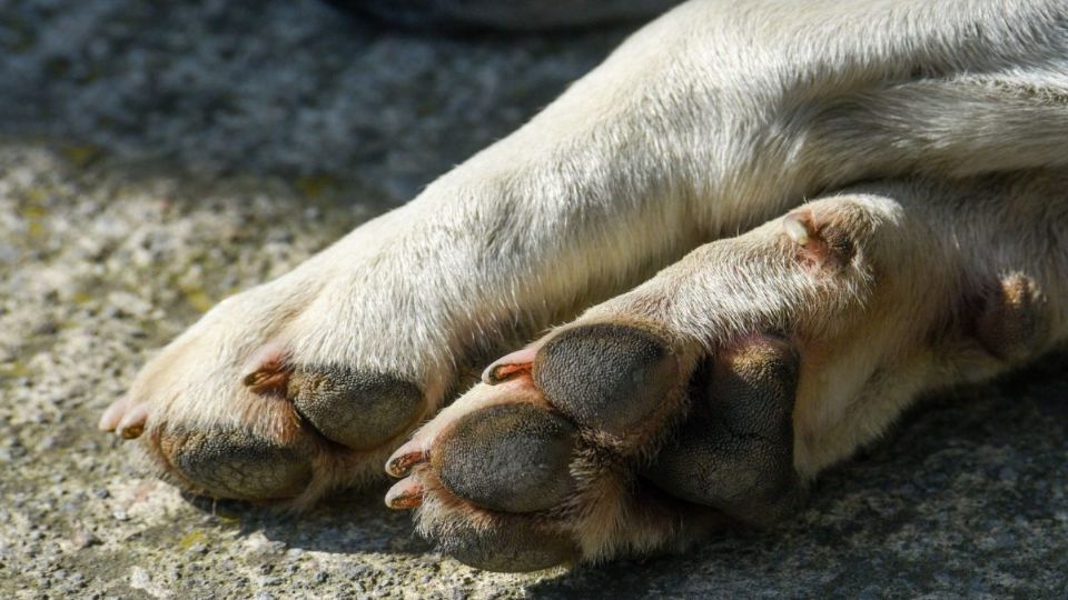 El perrito luchó por su vida hasta que llegaron los policías a salvarlo