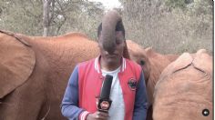 VIDEO | El tierno momento en que un elefante interrumpe a reportero para hacerle cosquillas con su trompa