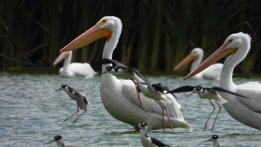 Celebran avistamiento de 66 especies de aves en festival de conservación en CDMX