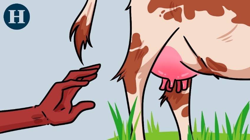 Frase Mexicana: "Tanto peca el que mata a la vaca, como el que le agarra la pata", significado