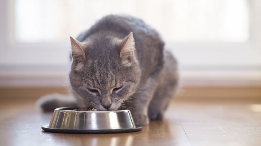 Croquetas baratas: 5 marcan que engañan y dañan la salud de tu mascota, alerta Profeco