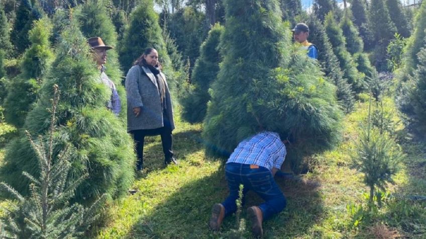 Alistan arbolitos navideños en el Estado de México para el invierno de 2022