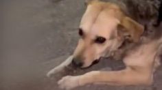 La verdad detrás del aterrador video de un perrito comiendo una columna vertebral en Ecatepec