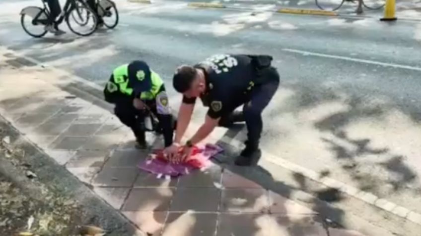 VIDEO: el sorprendente hallazgo de una boa en un camellón de la colonia Doctores