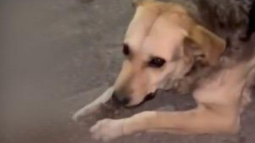 La verdad detrás del aterrador video de un perrito comiendo una columna vertebral en Ecatepec