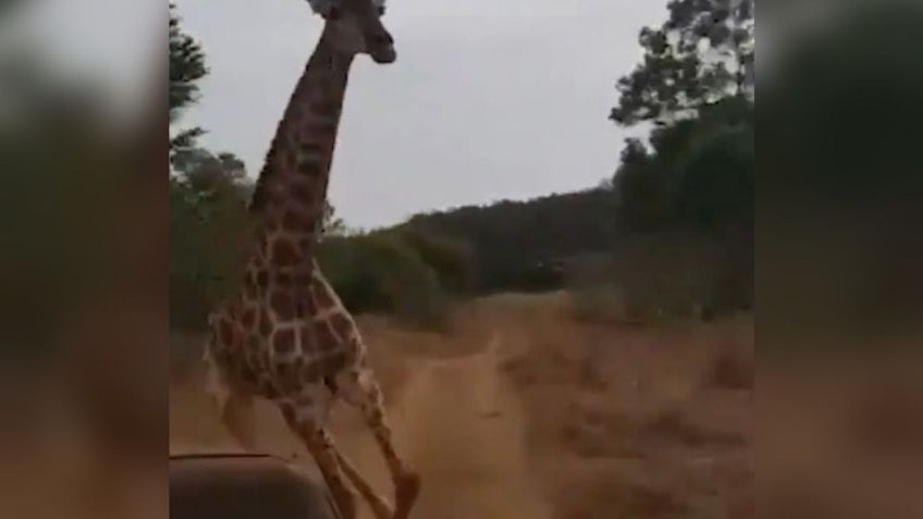 VIDEO | Jirafa enloquece y persigue a grupo de turistas en un safari