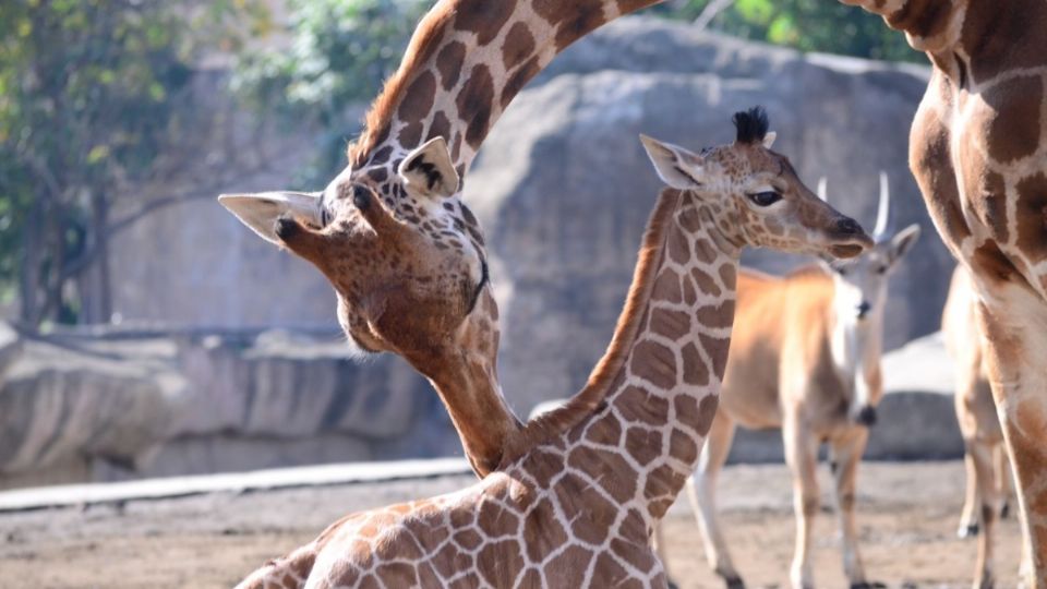 Los animales de la CDMX tienen vidas largas