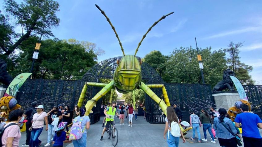 Chapultepec es galardonado con un premio por “INSECTA. Festival del Bosque”