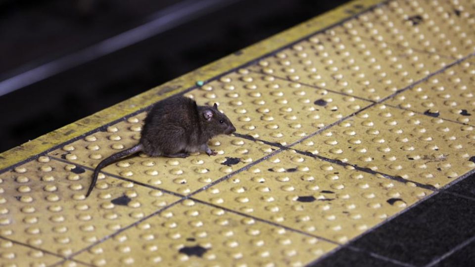 Cada vez es más común toparse con una en la ciudad.